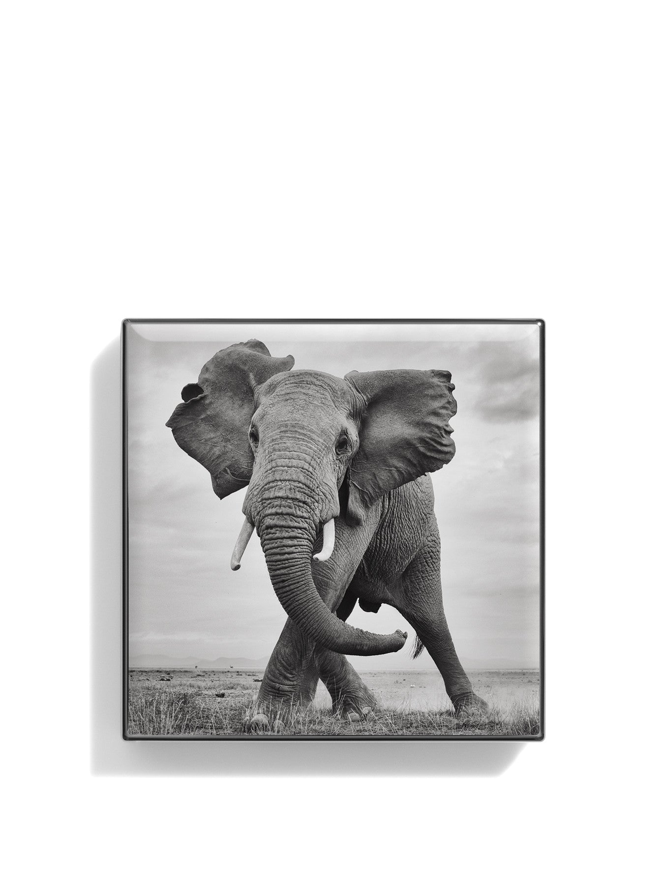 Elephant Luminescent Eye Shade