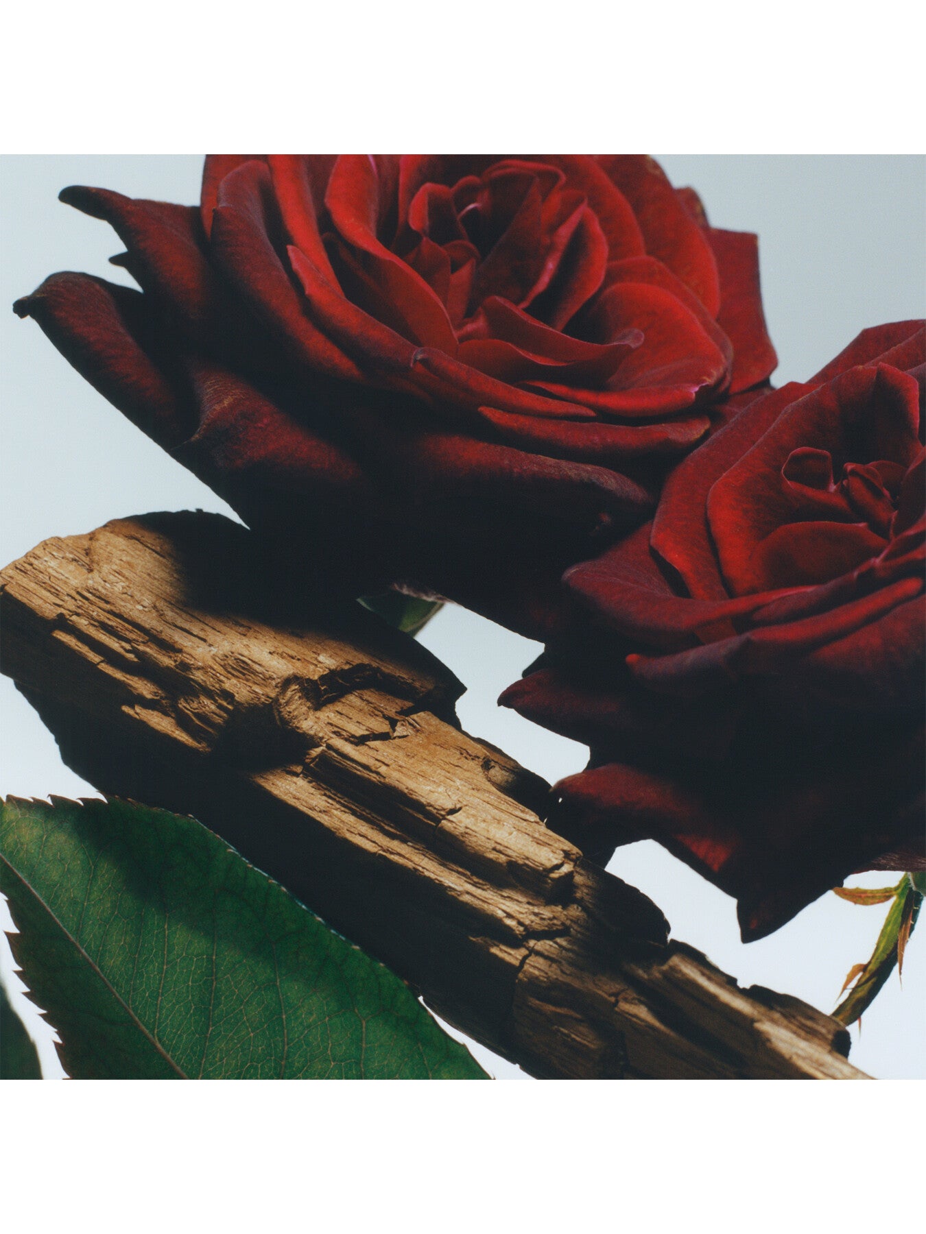 Velvet Rose & Oud Cologne Intense 50ml