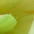 Coral/Lime