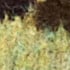 Camo Duck Jacquard, Green