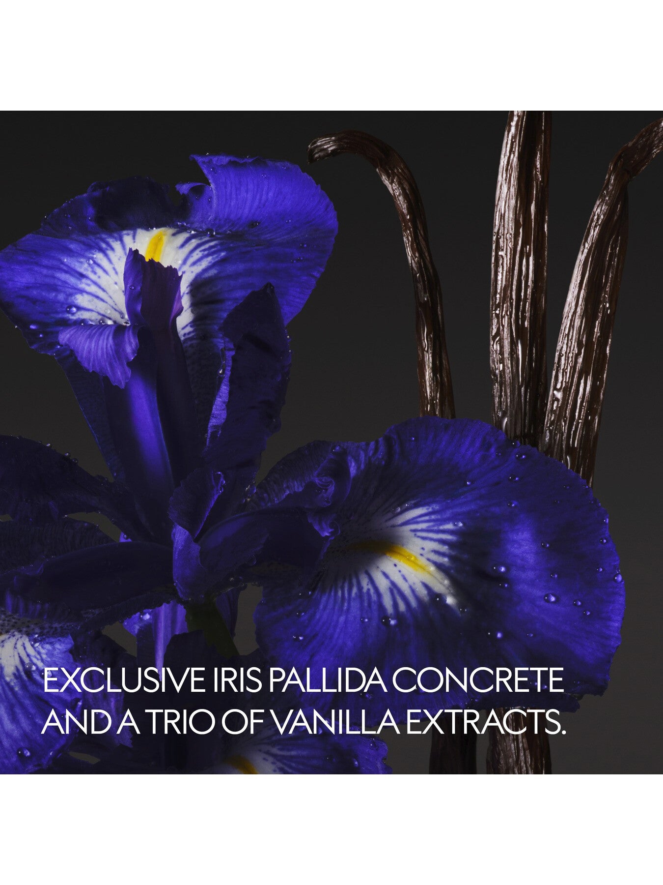 The Alchemist's Garden Vanilla Firenze Eau de Parfum 100ml