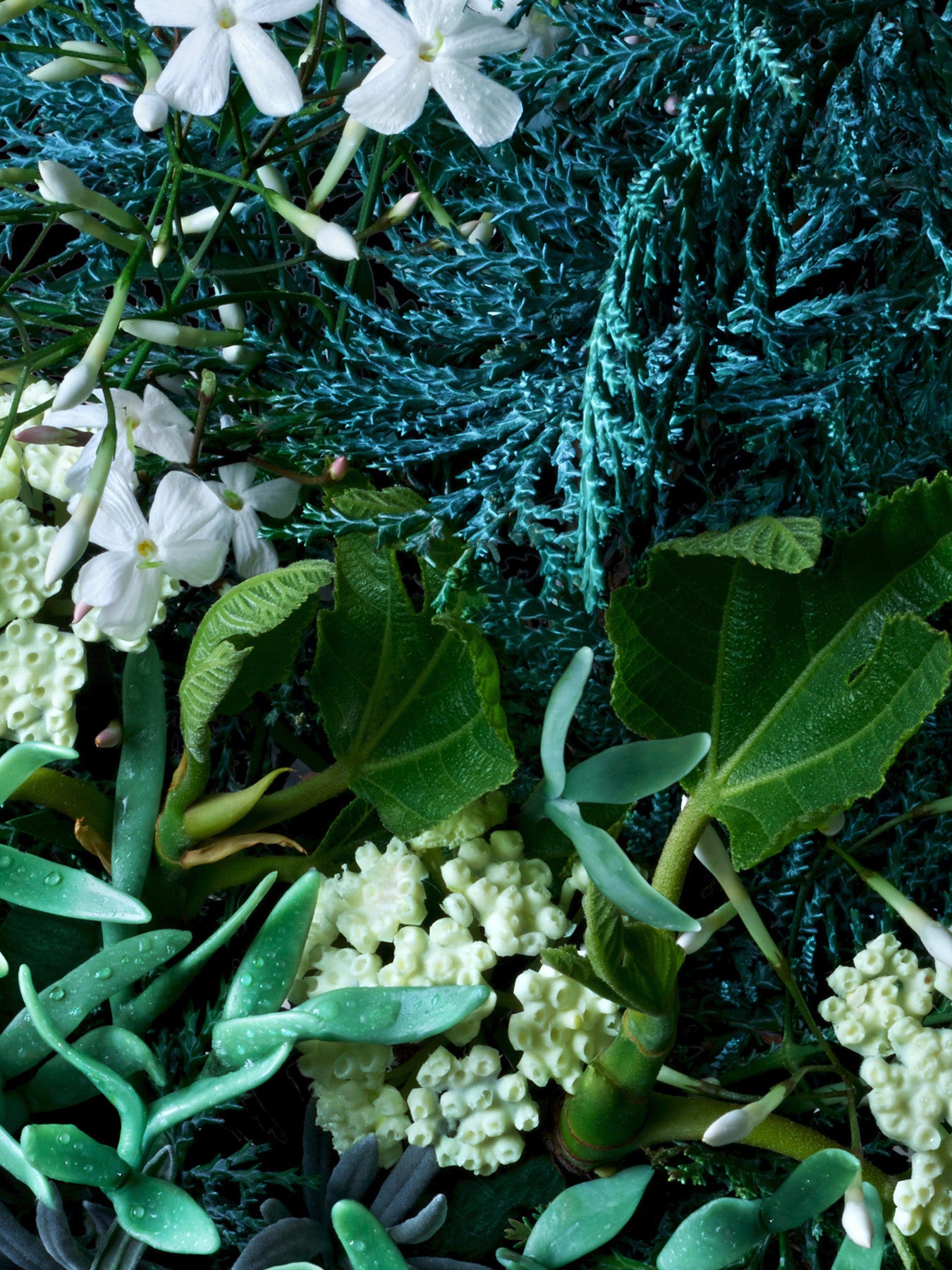 Coastal Cypress Sea Fennel Deodorant
