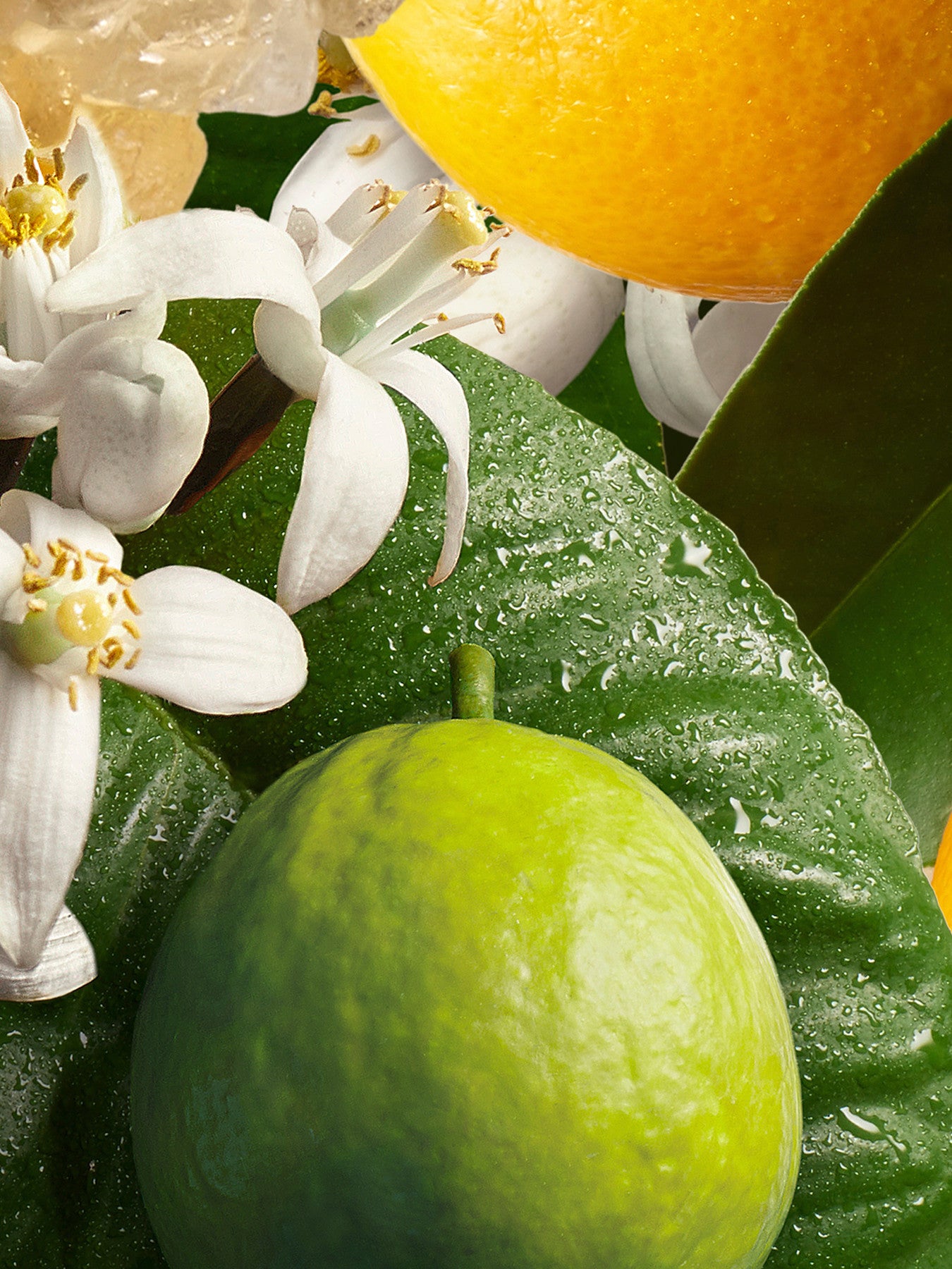 Orange Bergamot Hand Cream