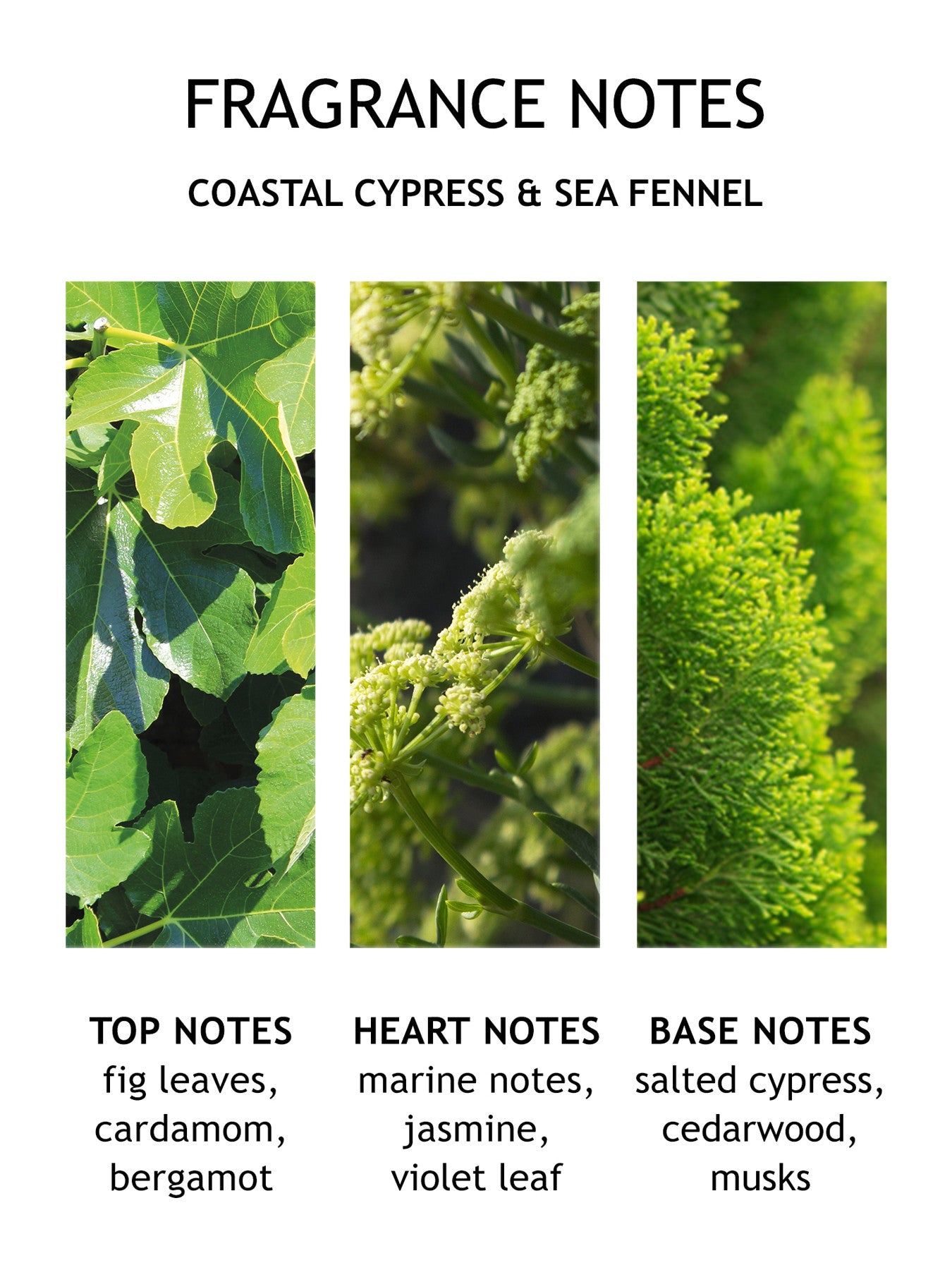 Coastal Cypress Sea Fennel Fine Liquid Hand Wash
