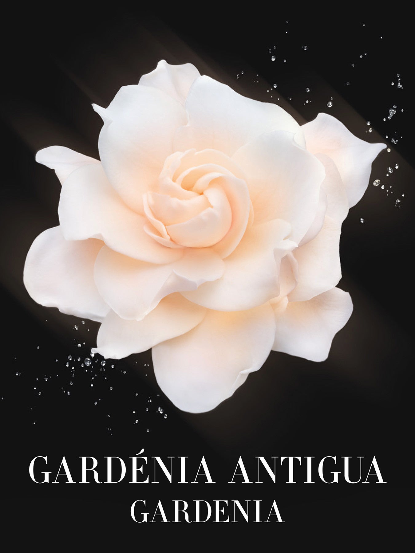 Privé Gardenia Antigua Eau De Toilette 100ml
