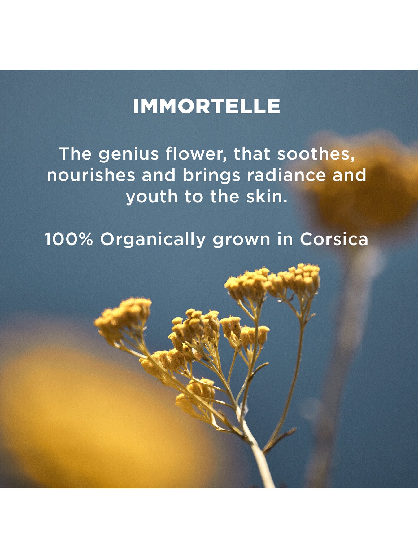 Shea Immortelle Youth Hand Cream 75ml