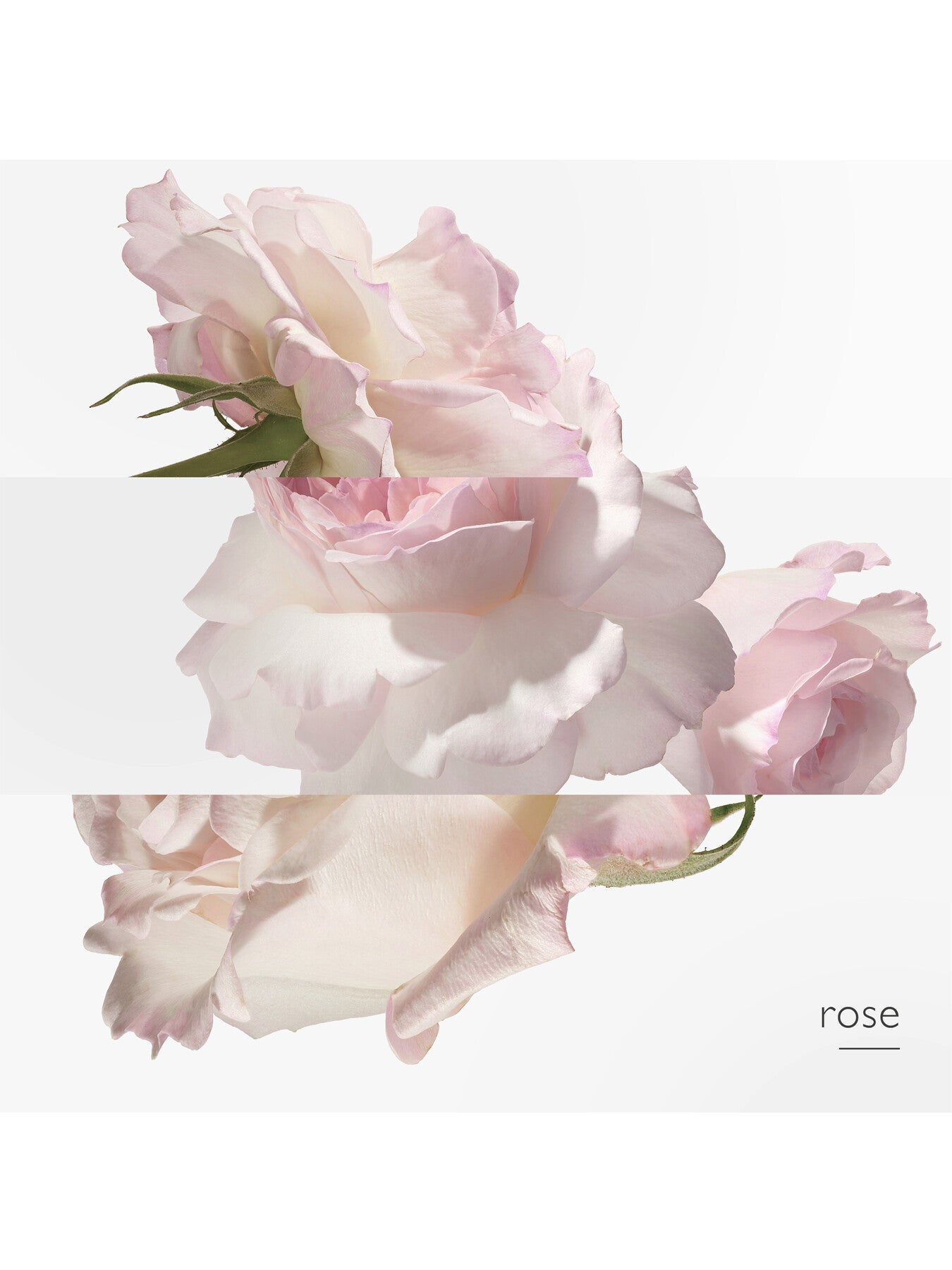Eau De Pamplemousse Rose Eau de Cologne 100ml