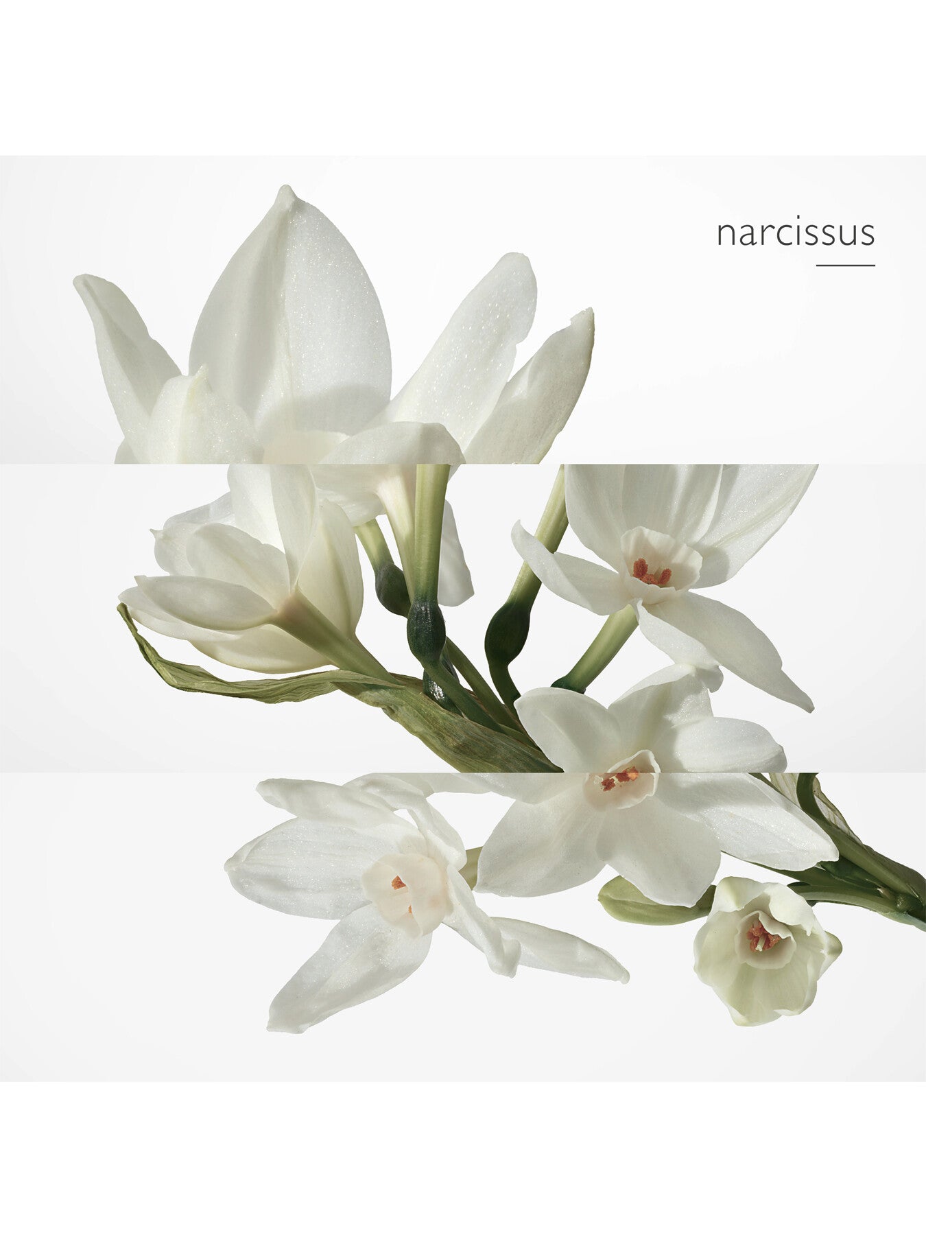 Eau de Narcisse Bleu Eau de Cologne 100ml