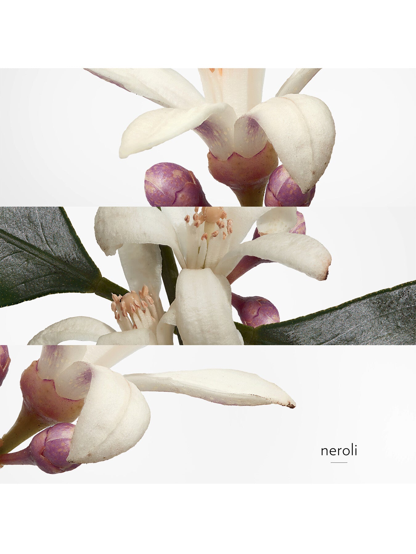 Eau de Néroli Doré Eau de Cologne 100ml