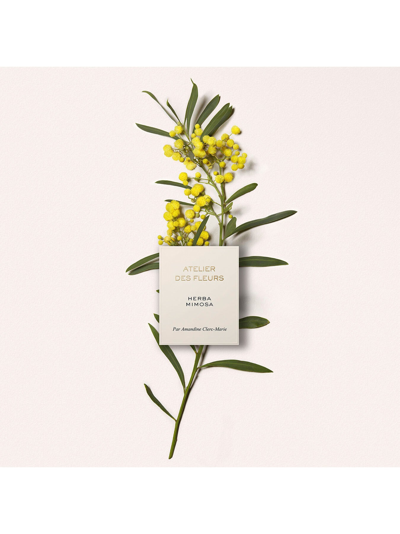 Atelier Des Fleurs Herba Mimosa Eau de Parfum 150ml