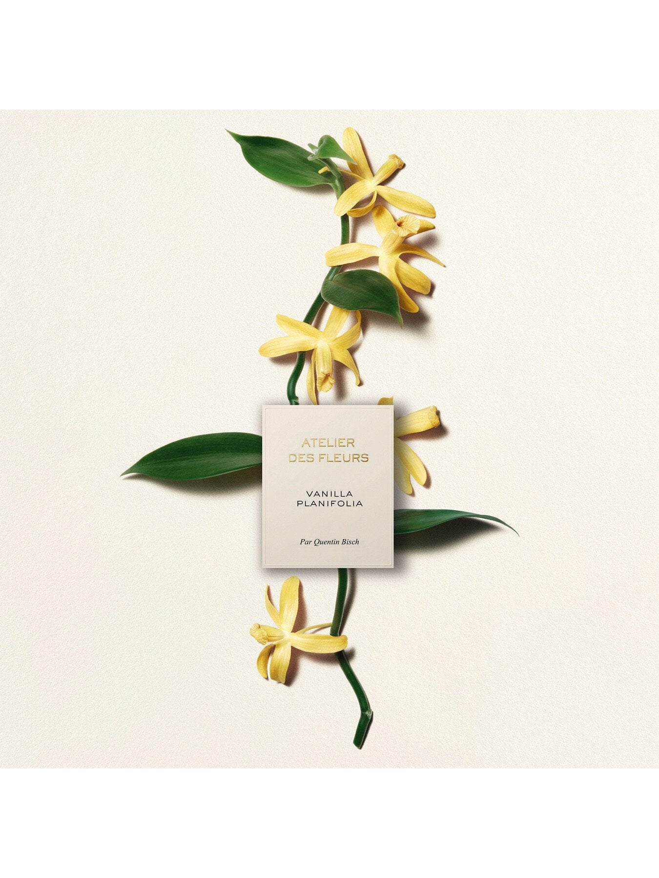 Atelier Des Fleurs Vanilla Planifolia Eau de Parfum 50ml