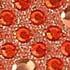 RED COMBINATION