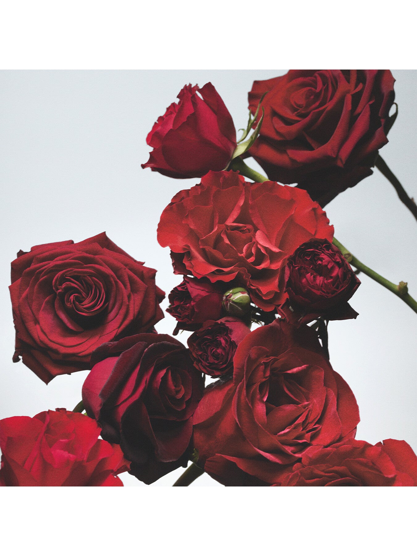 Jo Malone London Red Roses Cologne 100ml