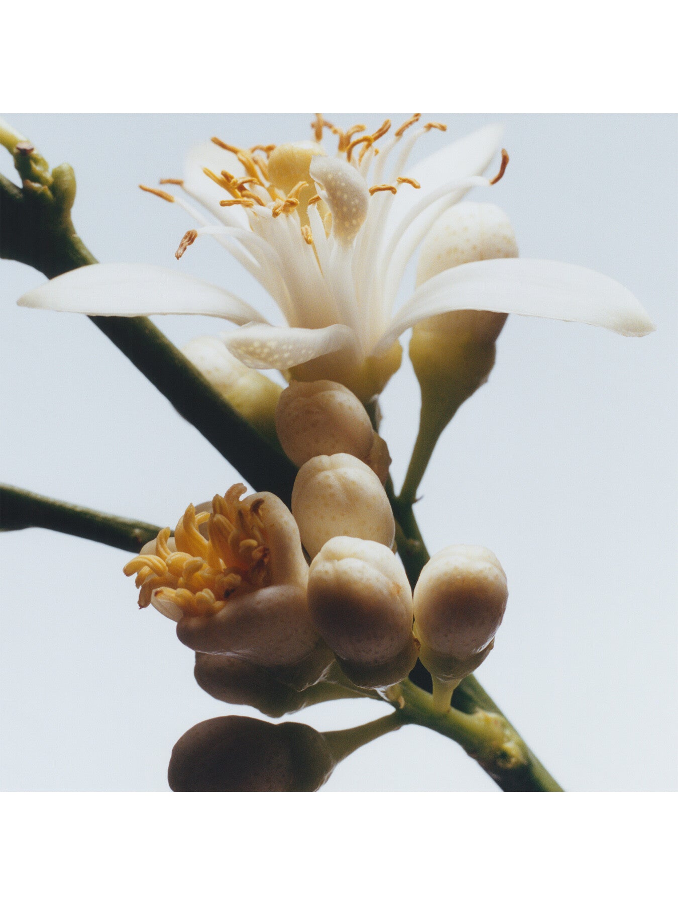Orange Blossom Cologne 30ml