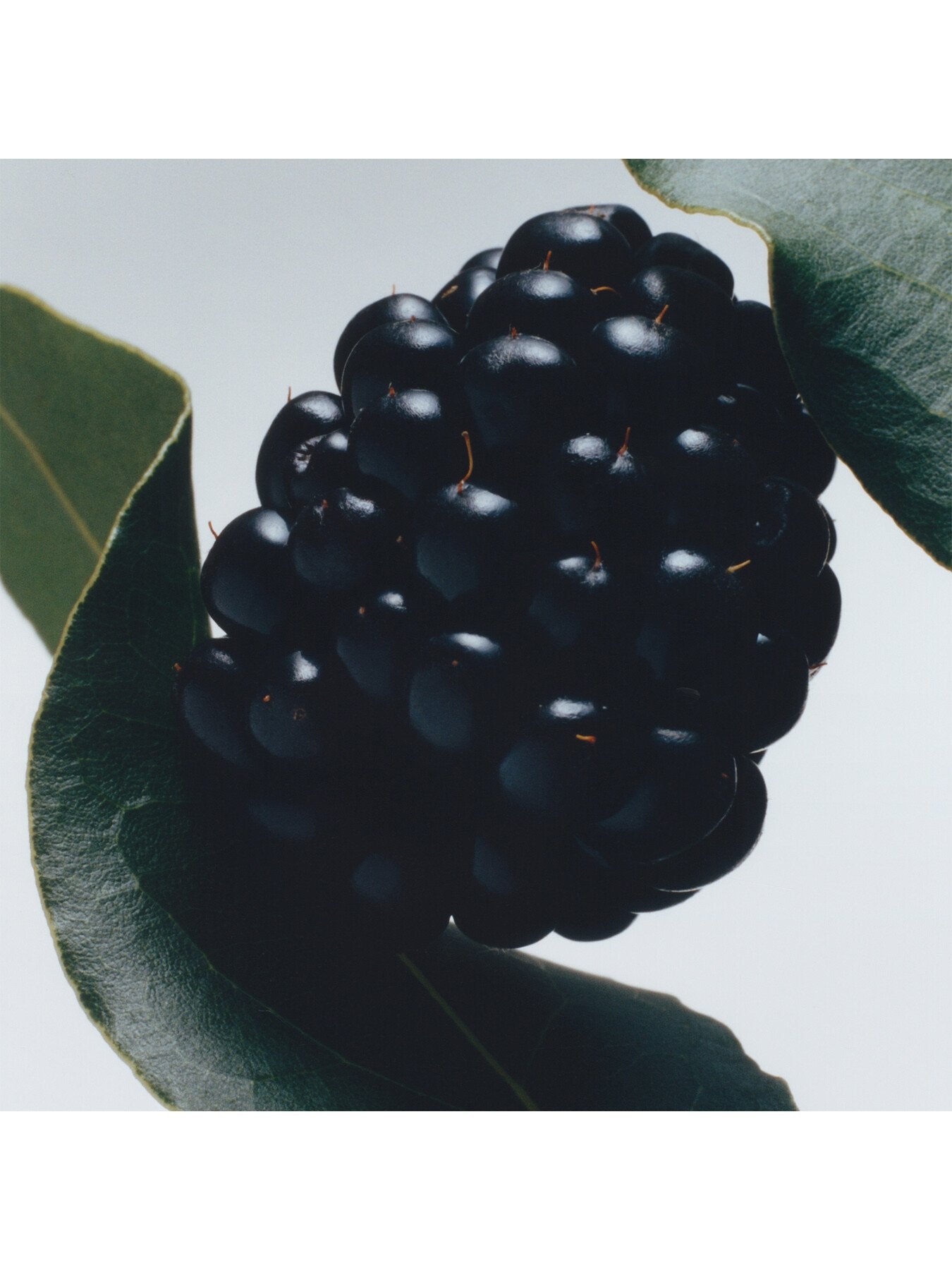 Jo Malone London Blackberry and Bay Home Candle 200g
