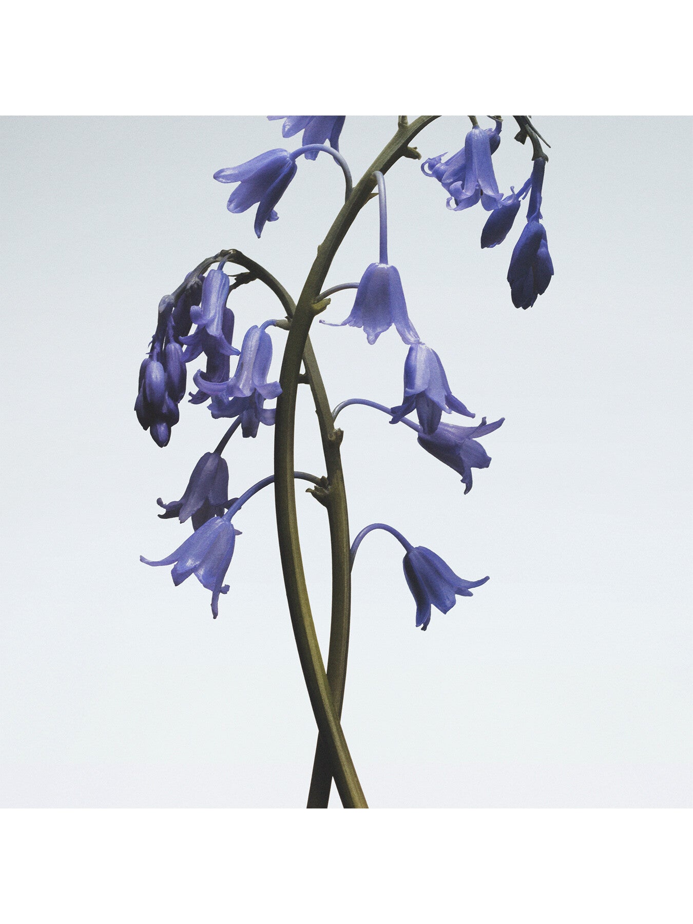Jo Malone London Wild Bluebell Body Crème 175ml