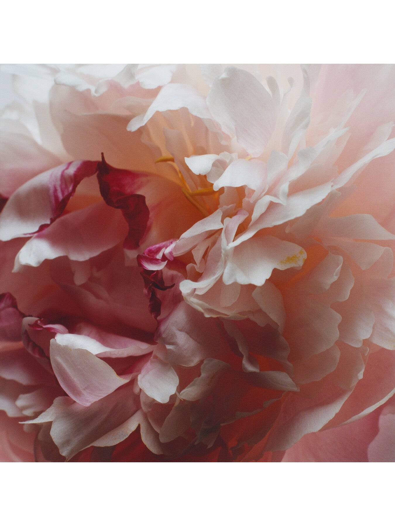 Jo Malone Peony & Blush Suede Scent Surround™ Diffuser 165m