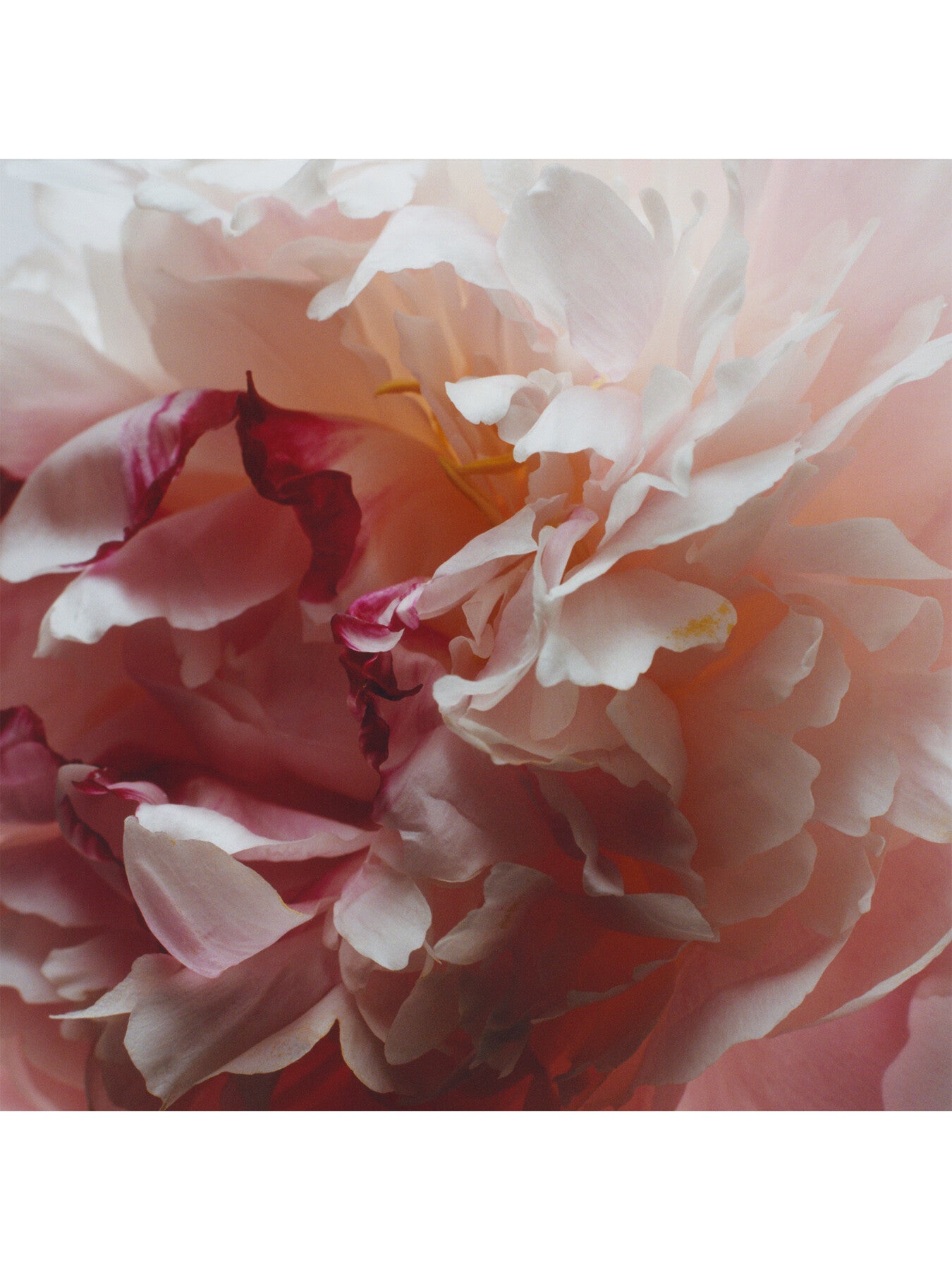 Jo Malone Peony & Blush Suede Cologne 50ml