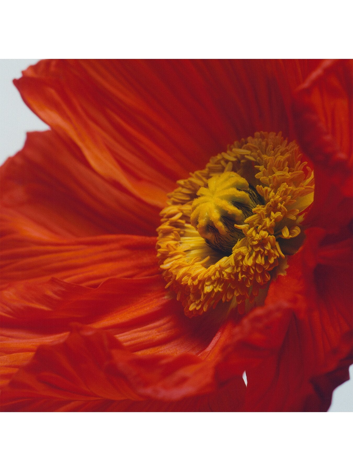 Scarlet Poppy 9ml