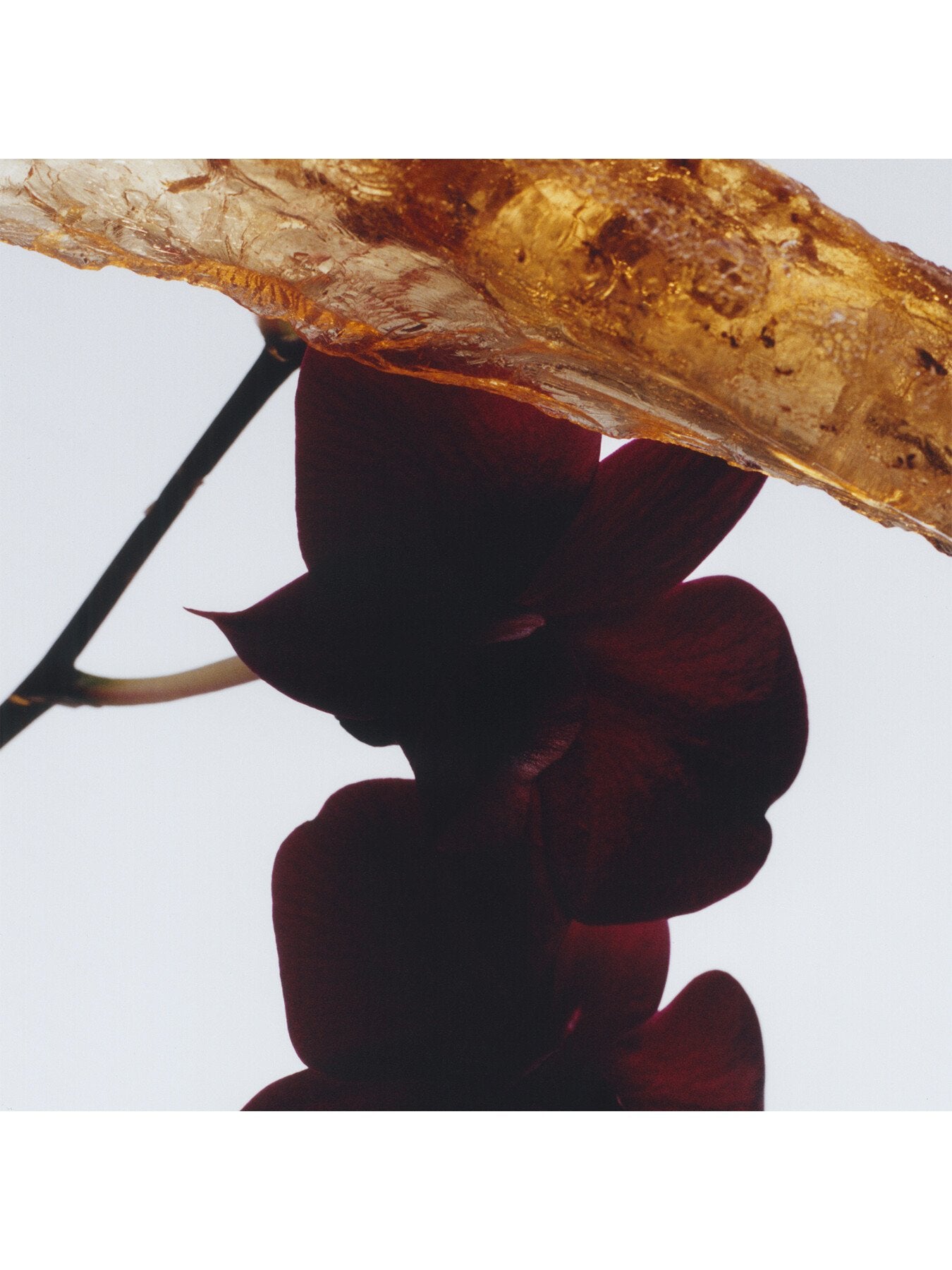 Dark Amber & Ginger Lily Home Candle