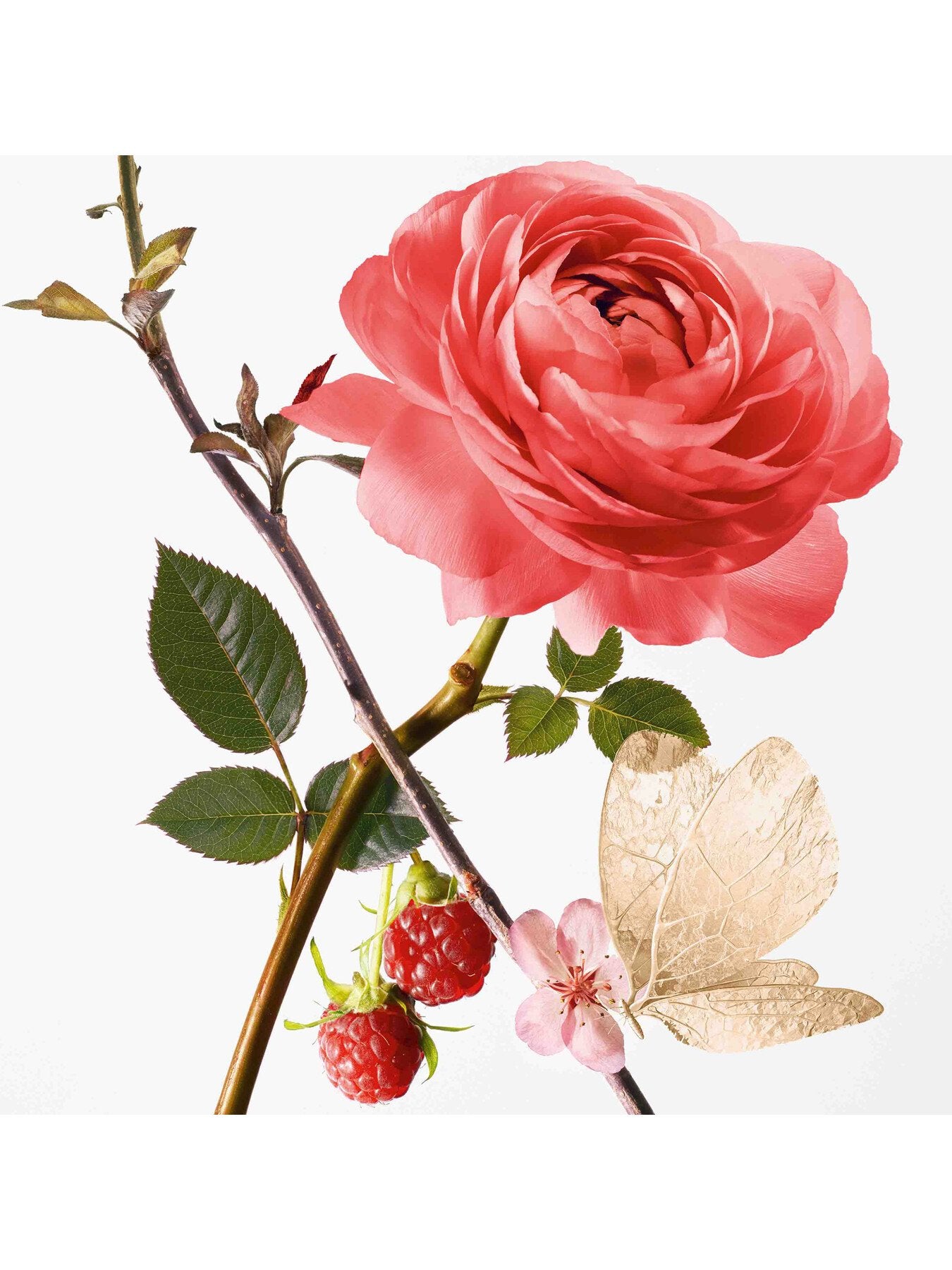 Rose Pompon Eau de Parfum 50ml