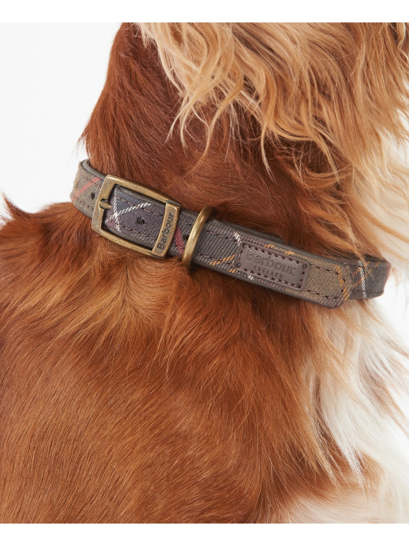 Dog Collar