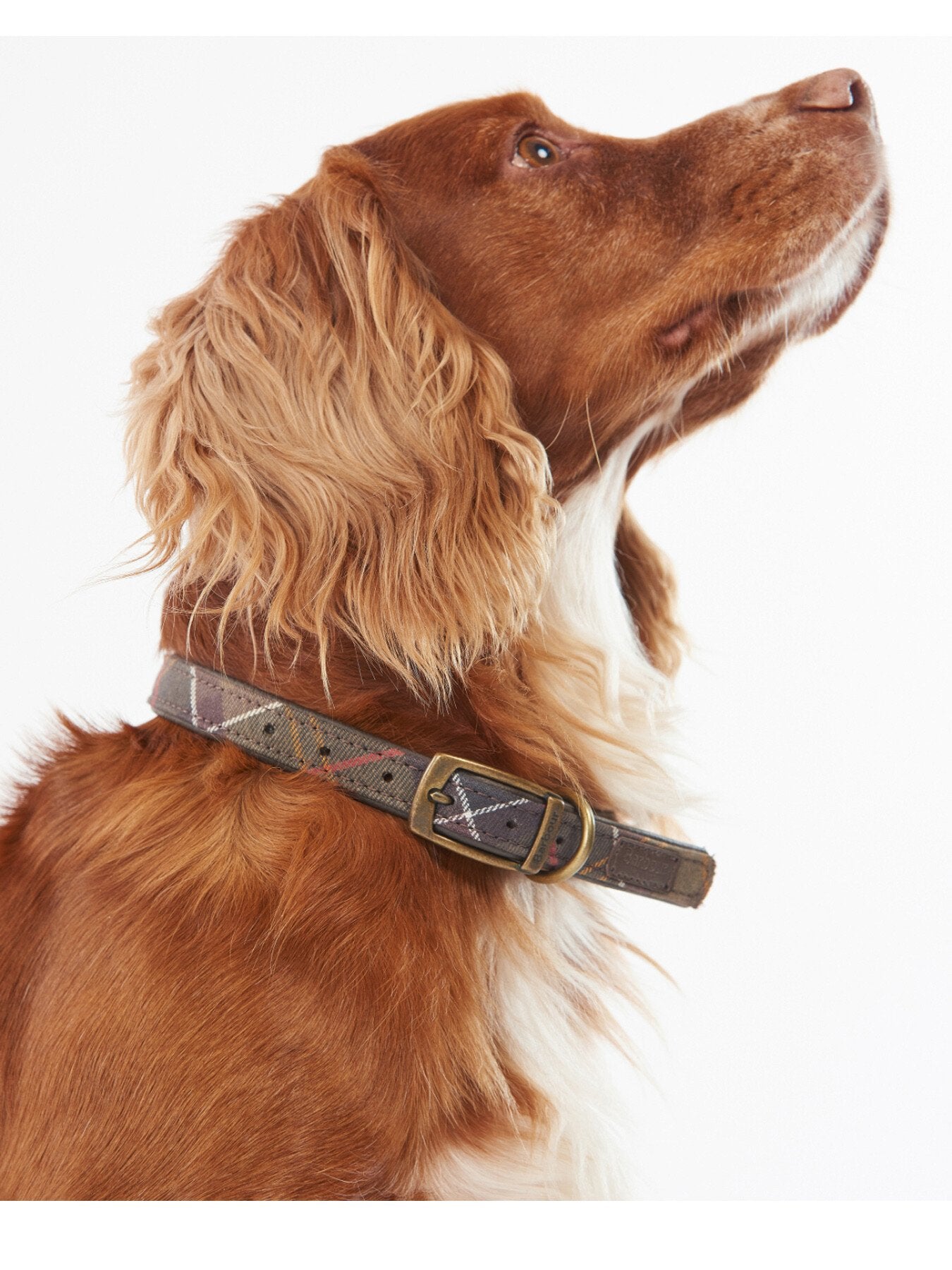 Dog Collar