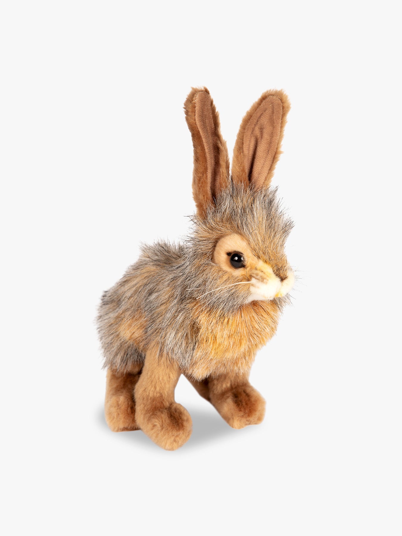 Jack Rabbit