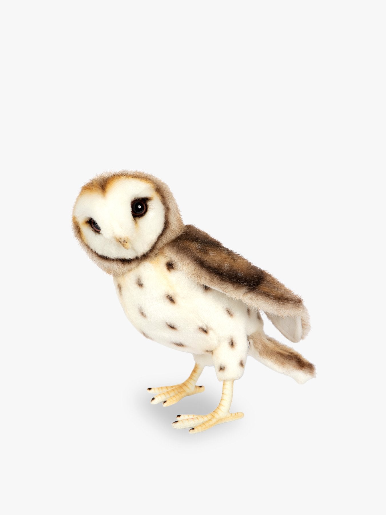 Barn Owl