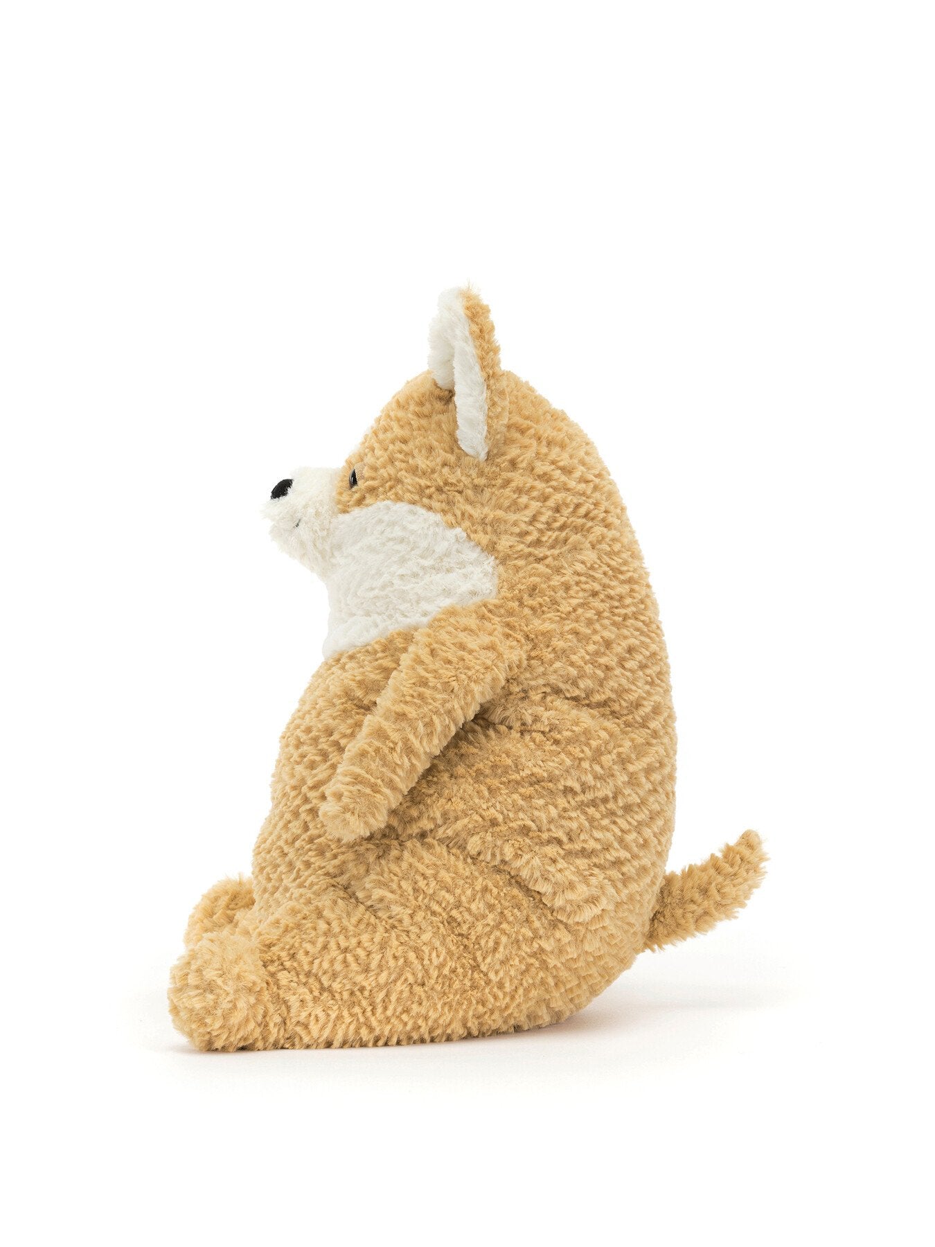 Amore Corgi