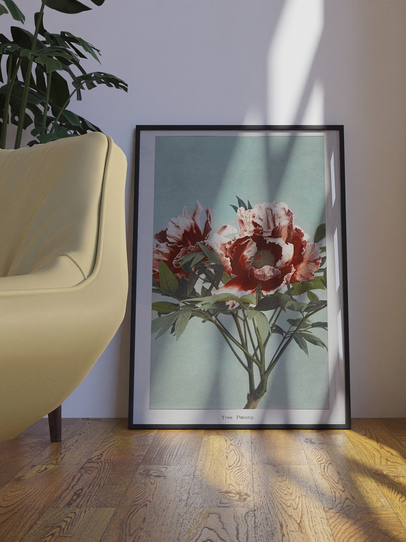 Tree Peony I