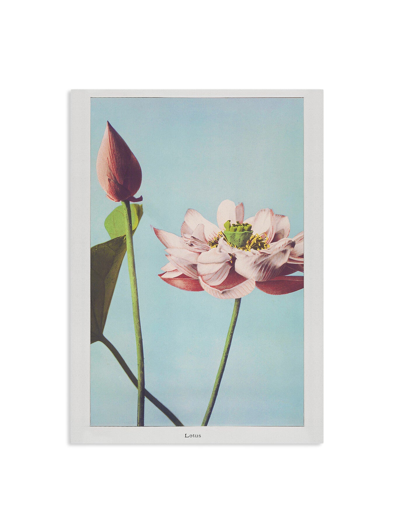 Tree Peony II