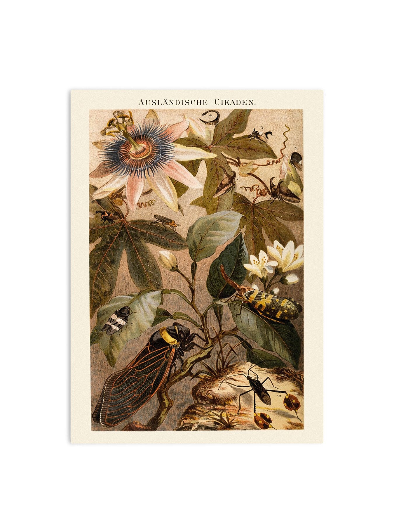 Cicadas in Bloom
