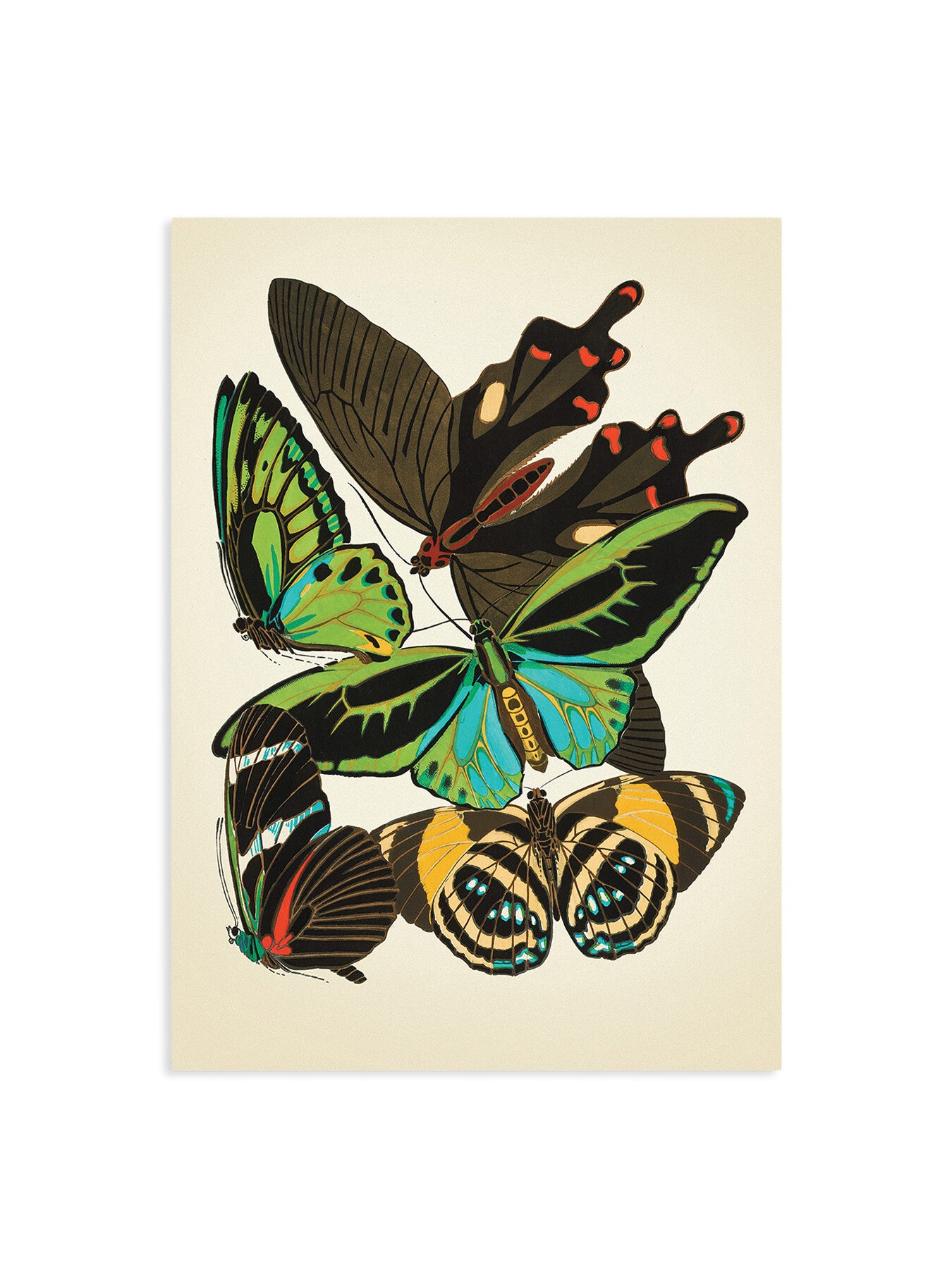Butterfly Study I
