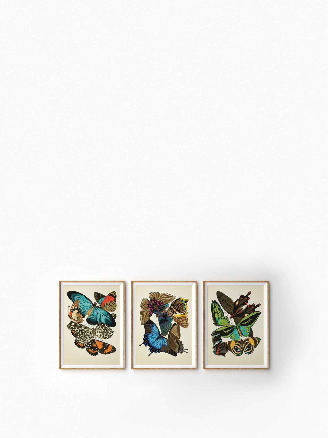 Butterfly Study III