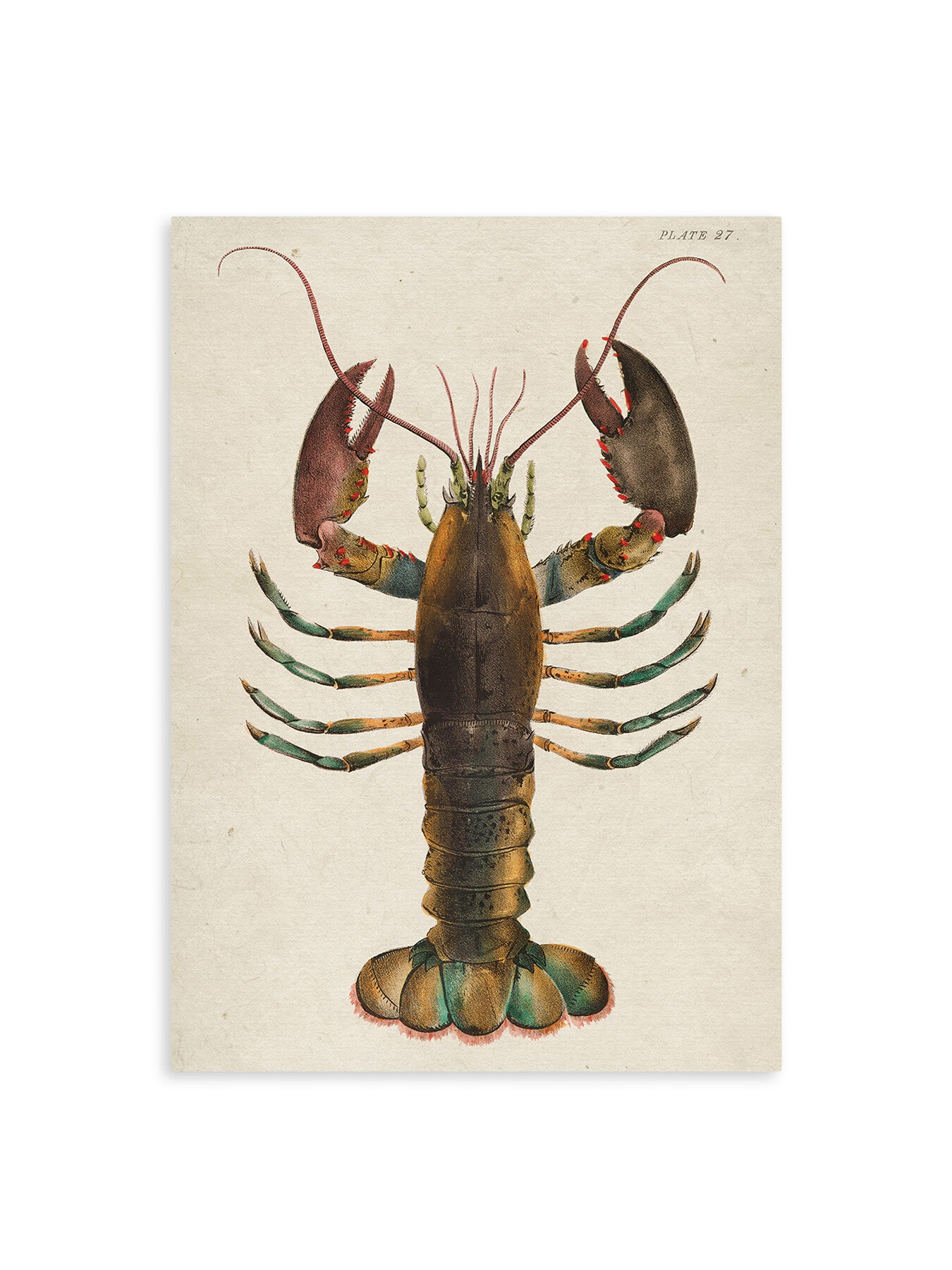 Lobster Watercolor