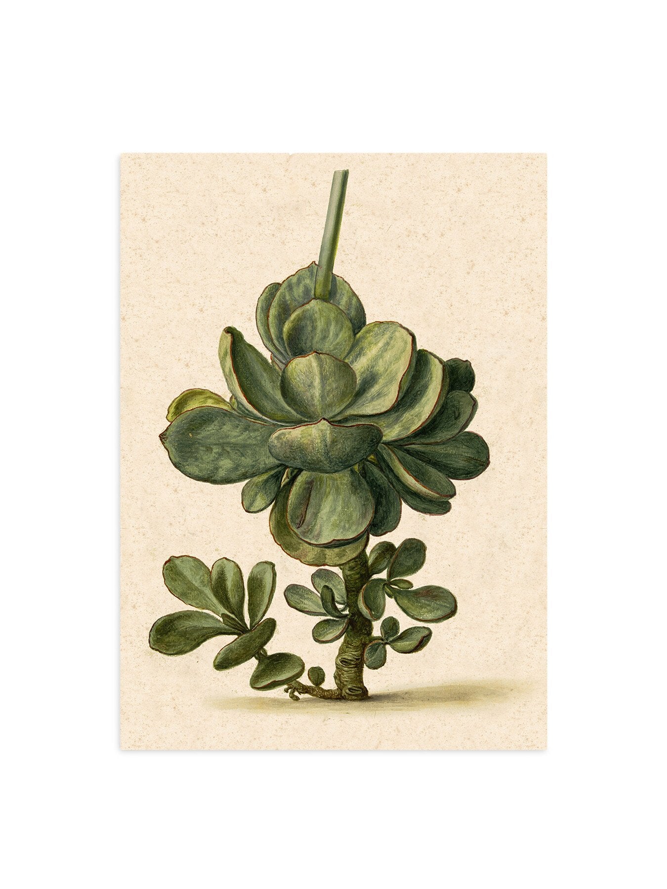 Growing Succulent