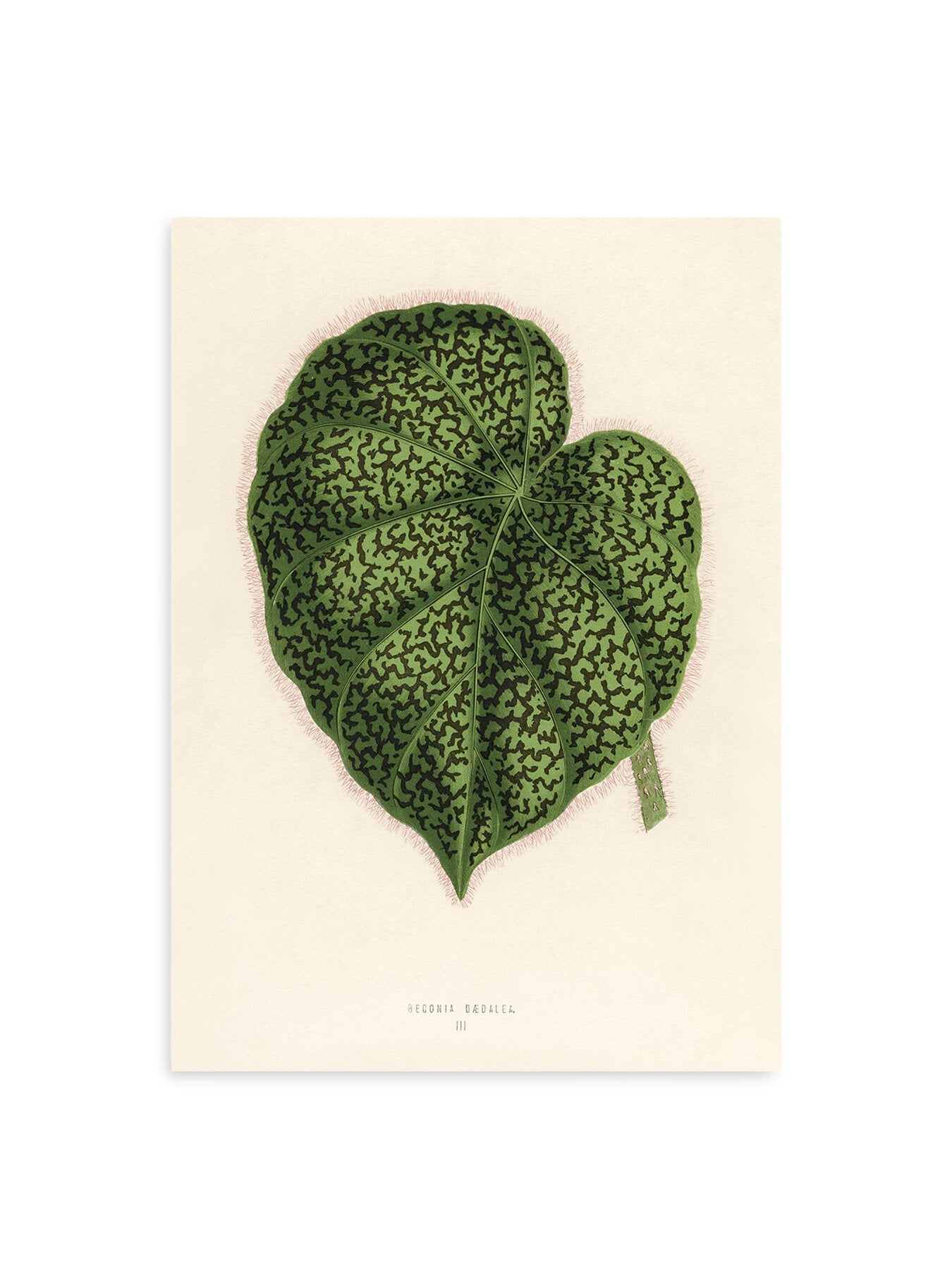 Single Green Leaf No. III