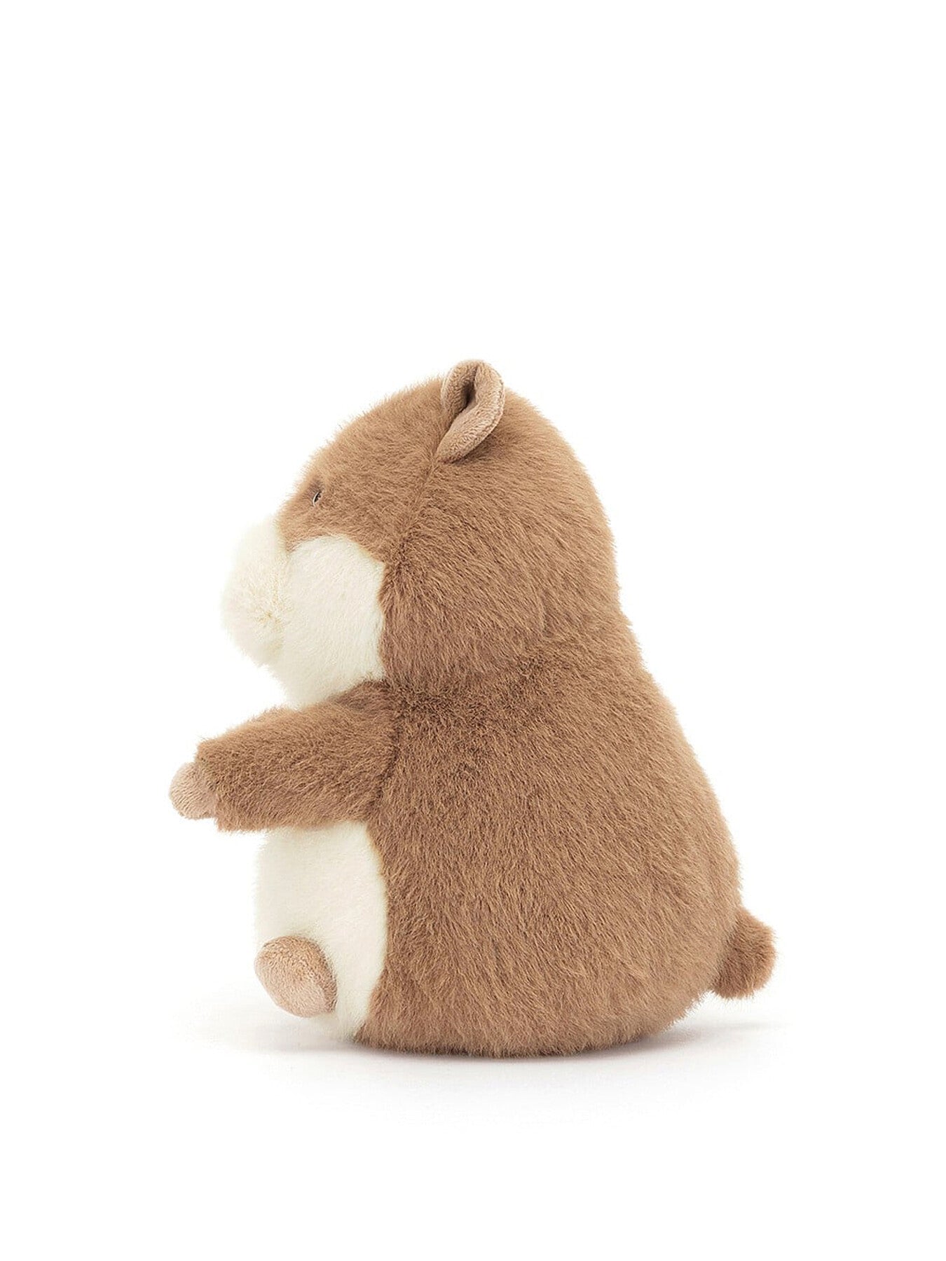Gordy Guinea Pig