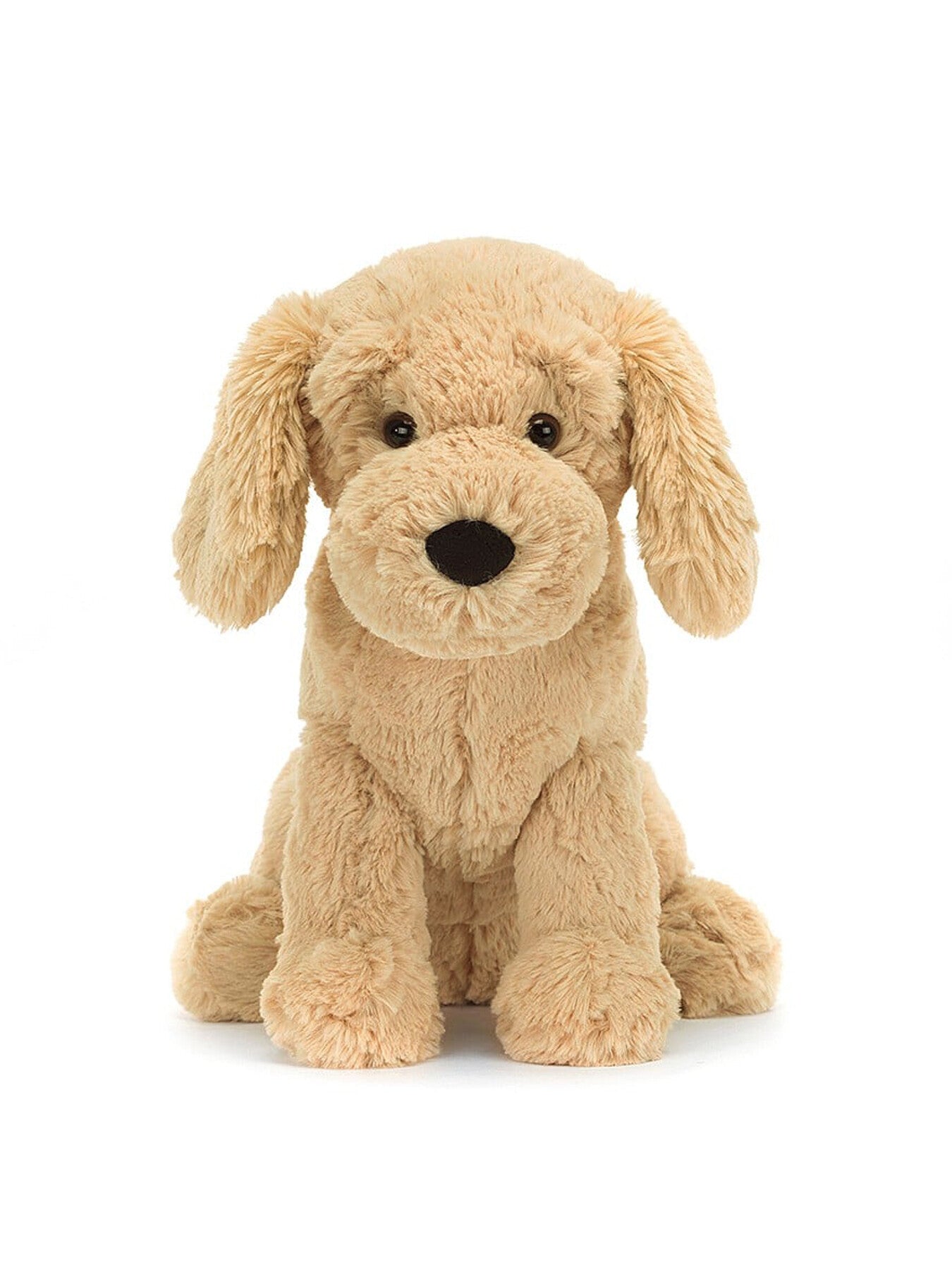 Tilly Golden Retriever
