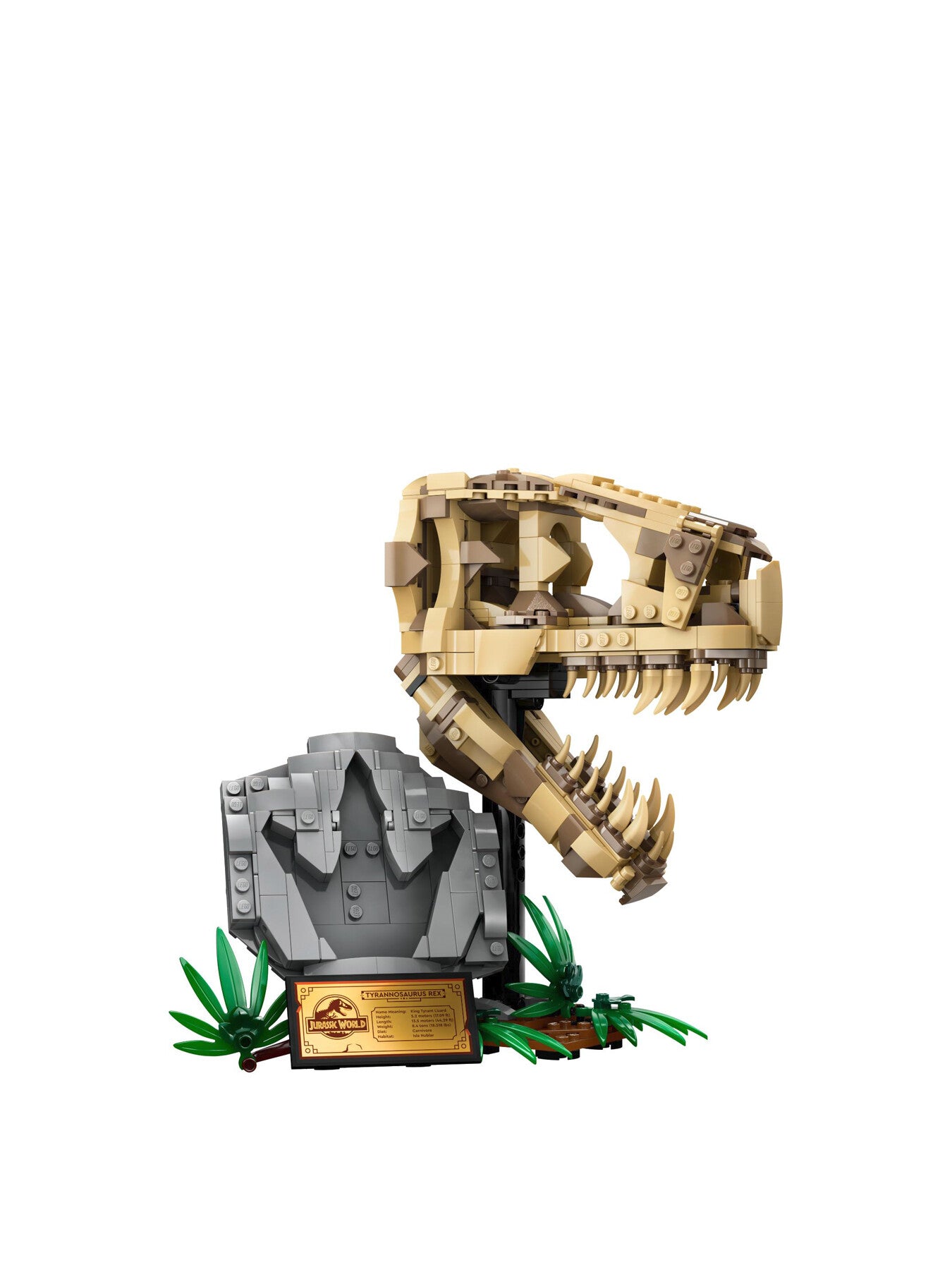 Dinosaur Fossils T. rex Skull 76964