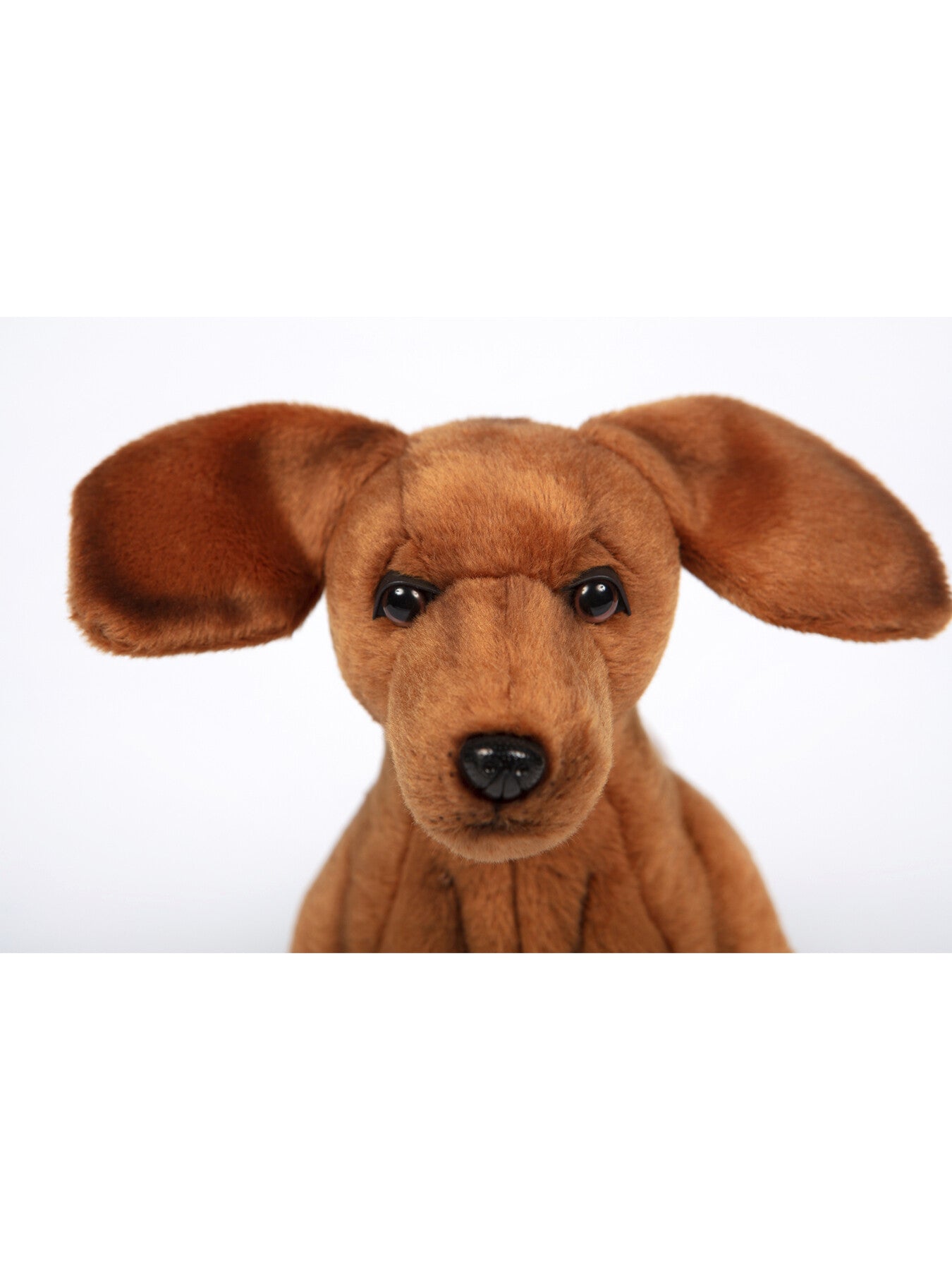 Dachshund Standing