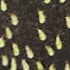 DARK KHAKI/LIME