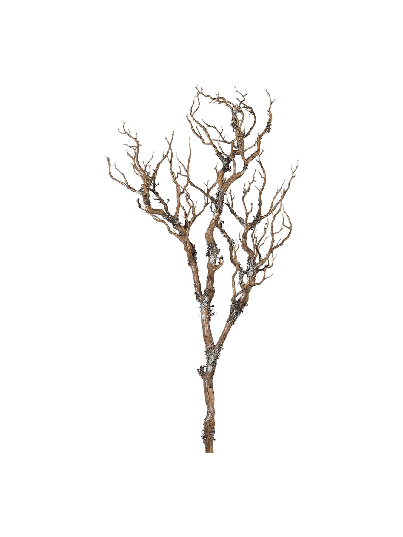 Brown Branch With Moss
