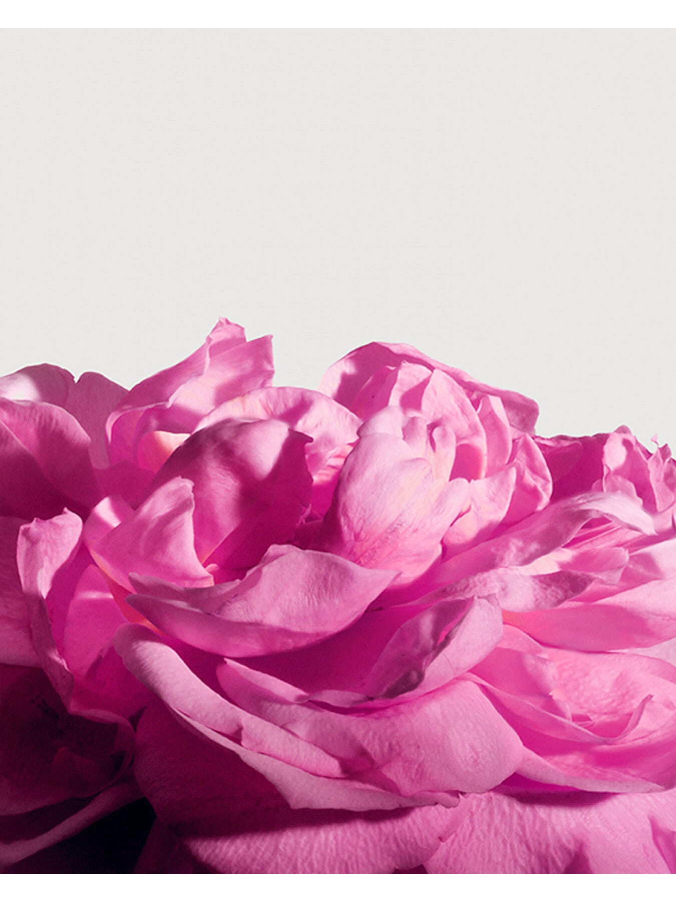 Radical Rose Extrait de Parfum 100ml