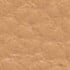 Safari Canvas