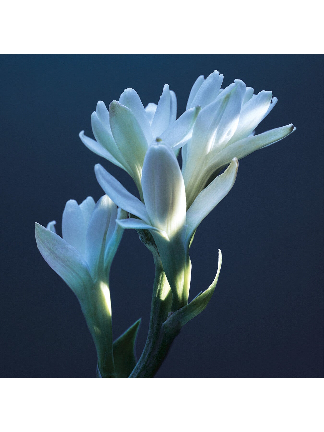 Atelier des Fleurs Tubéreuse Lazuli Eau de Parfum 150ml