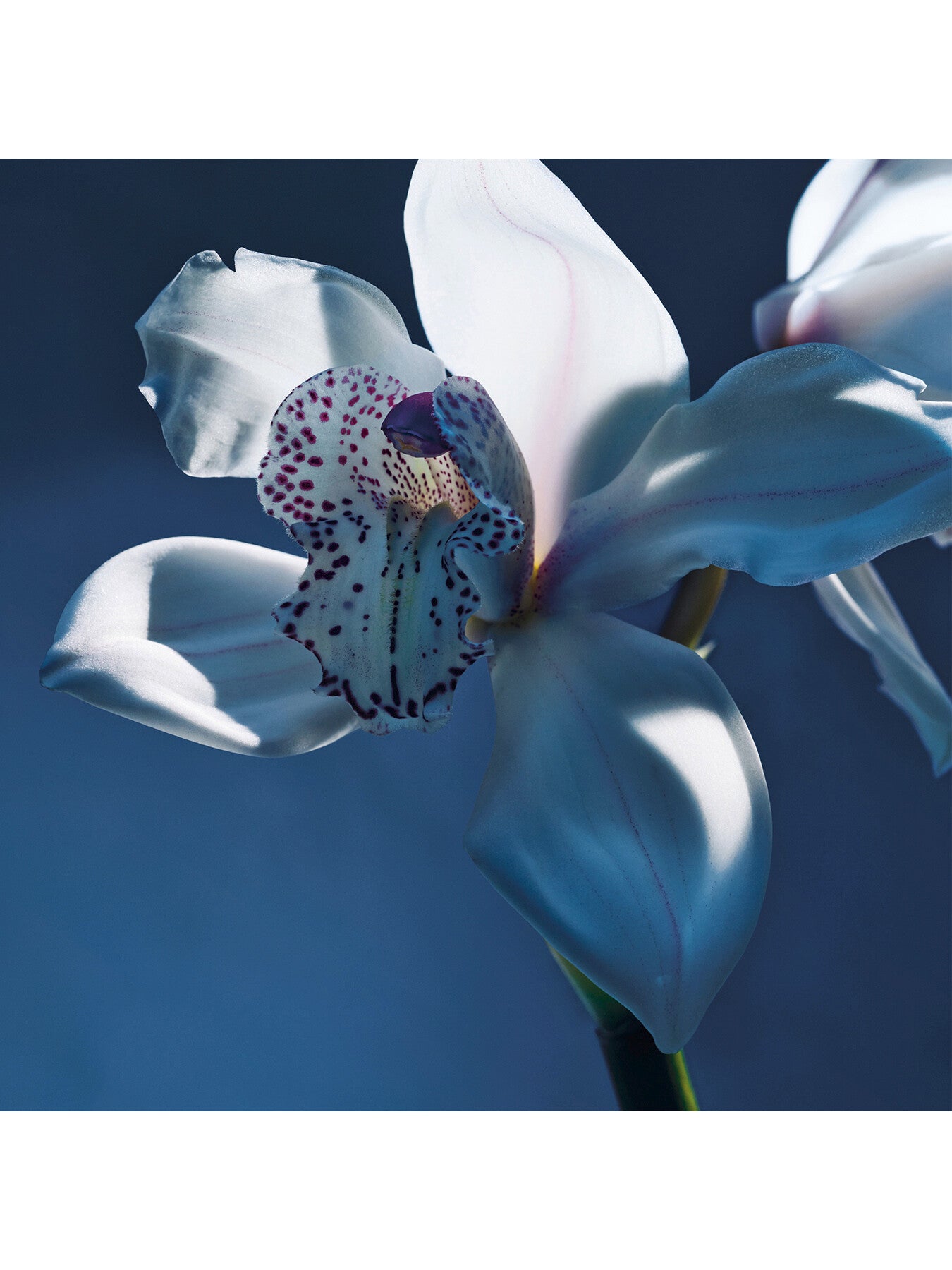 Chloé Atelier des Fleurs Orchidée de Minuit Eau de Parfum for Women 50ml