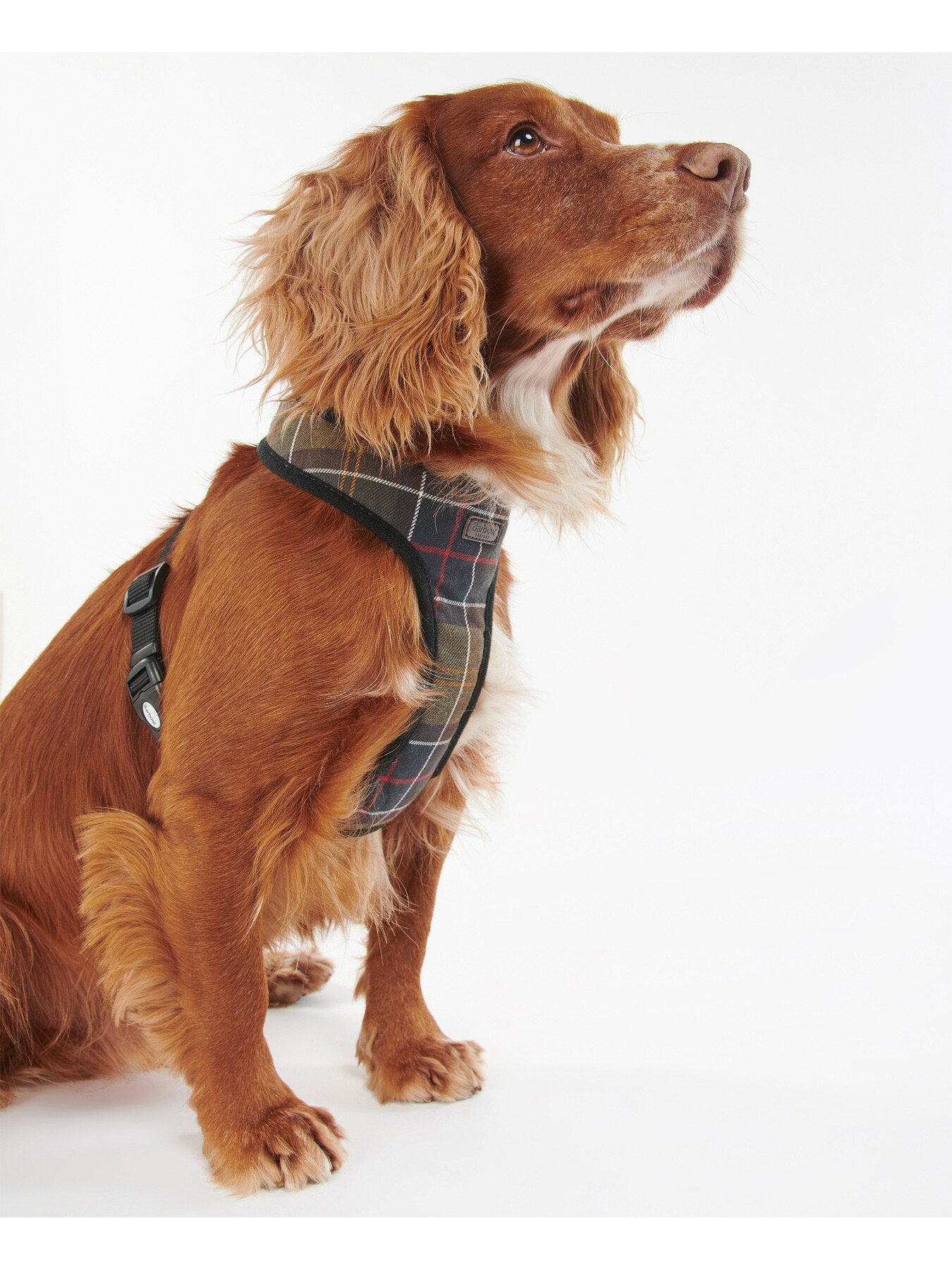 Dog Harness