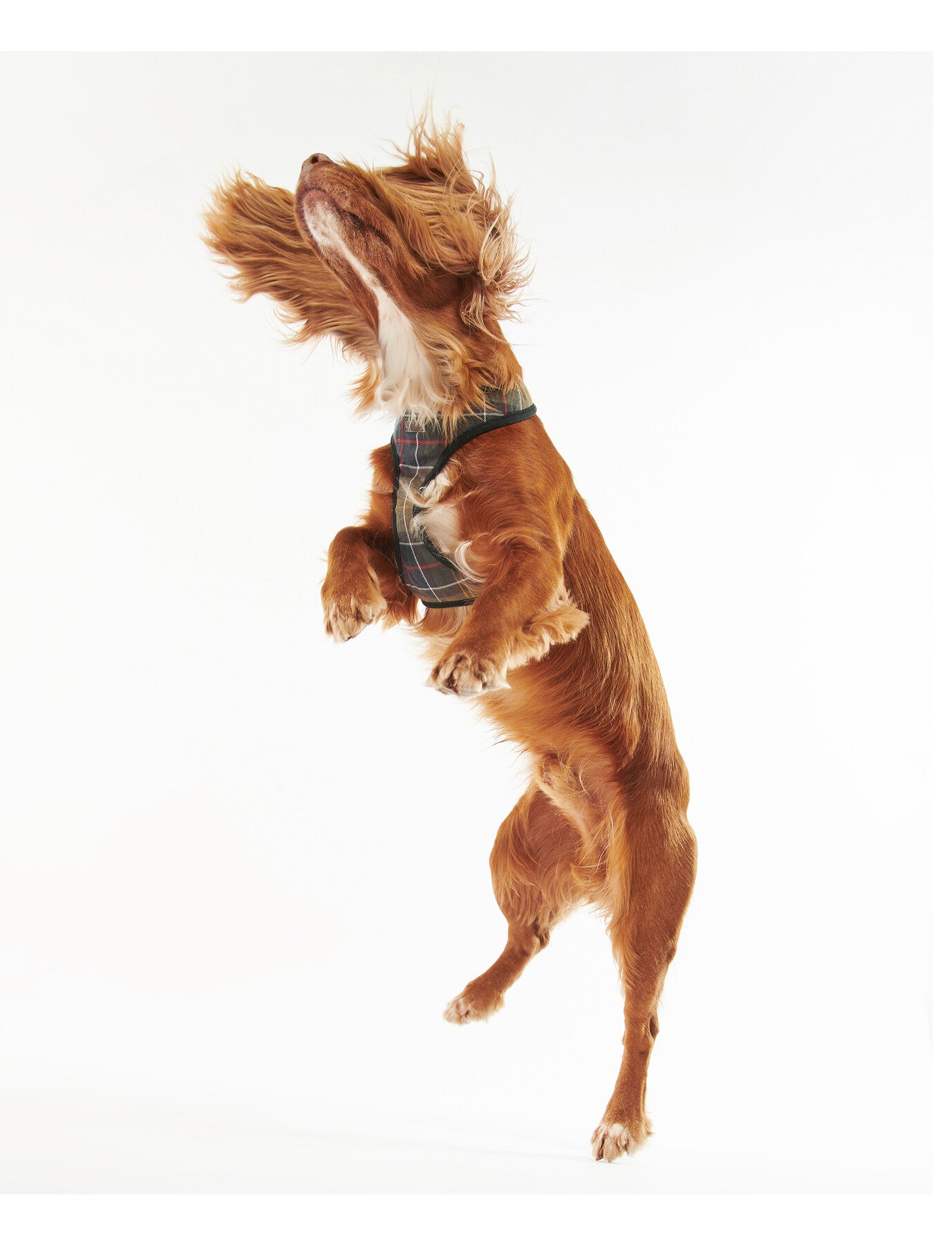 Dog Harness